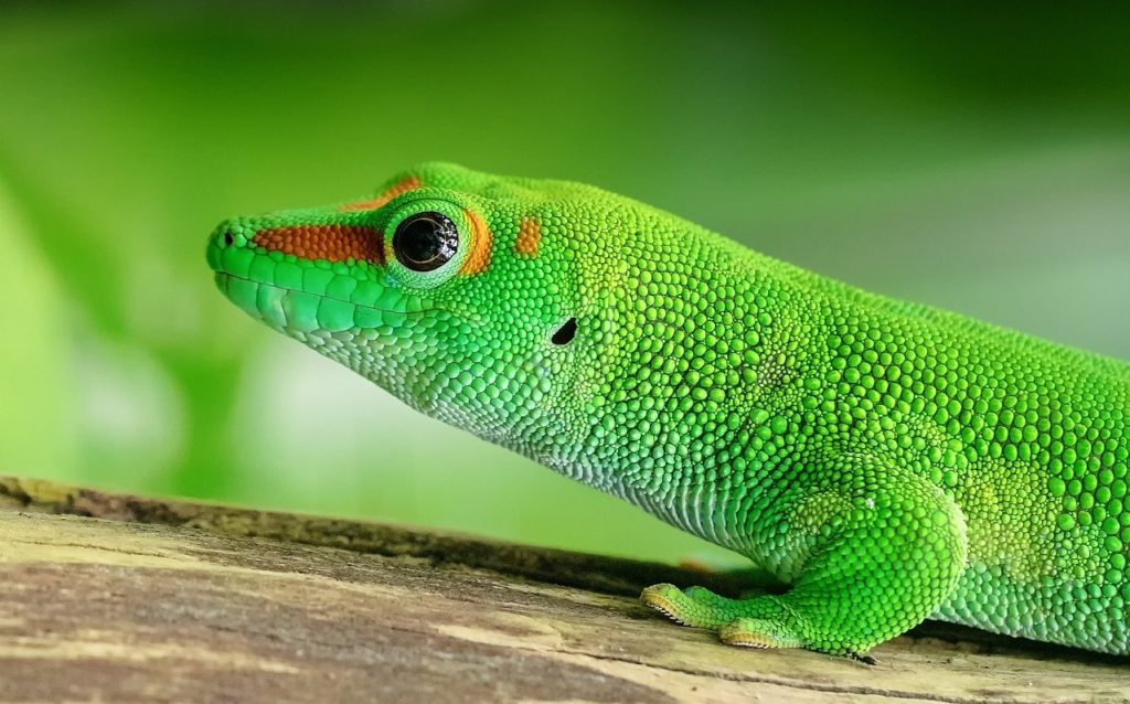 Étiquette Caméléon