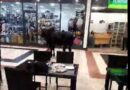 VIDEO. Un zébu s’introduit dans un centre commercial et provoque une panique générale