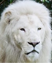 lion-blanc.jpg