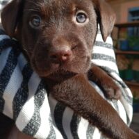 Chiot Labrador chocolat à vendre